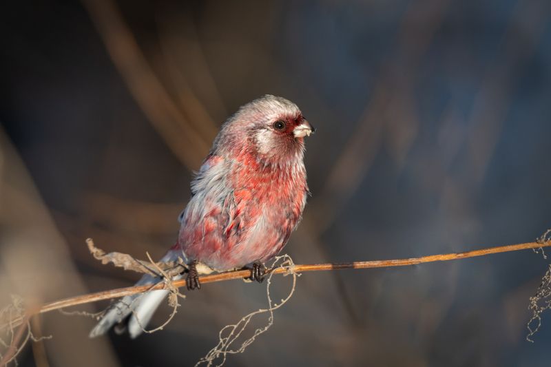 птица, урагус, яркий, снегирь Урагус фото превью