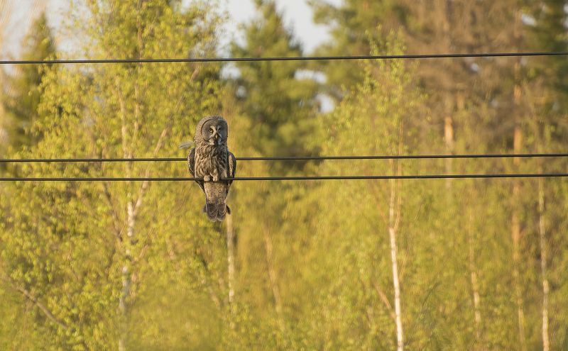 - Вижу цель, не вижу препятствий :) фото превью