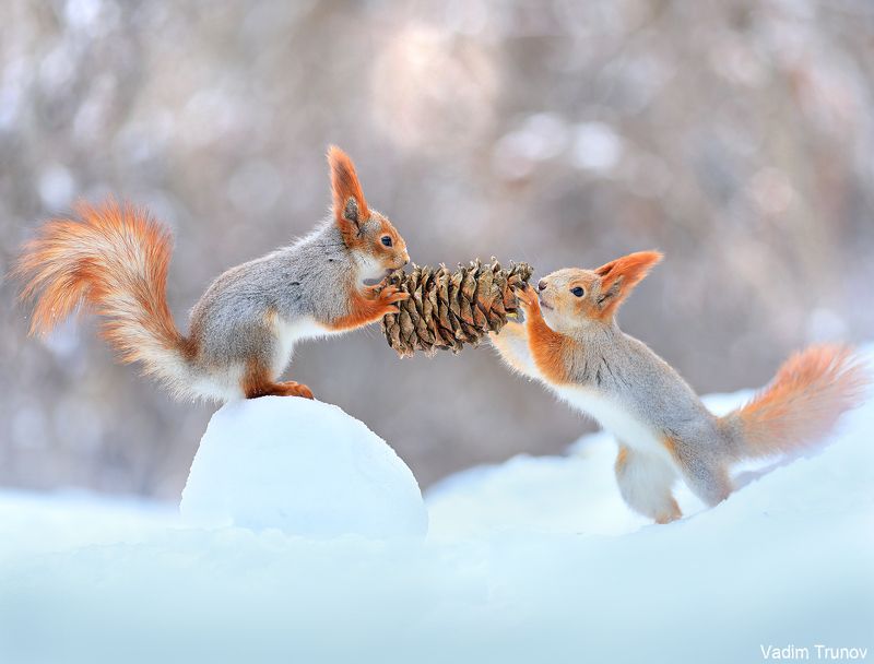 белка, squirrel Разделим шишку пополам фото превью