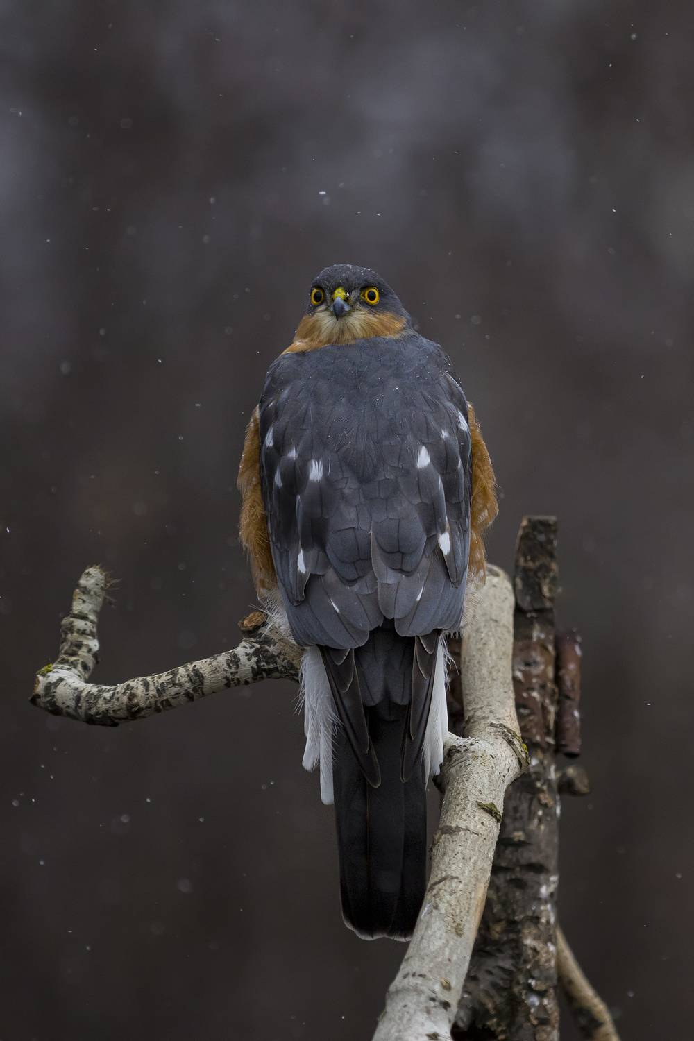 природа, Валерий Черняк