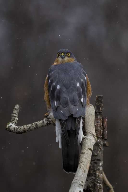 природа *** фото превью