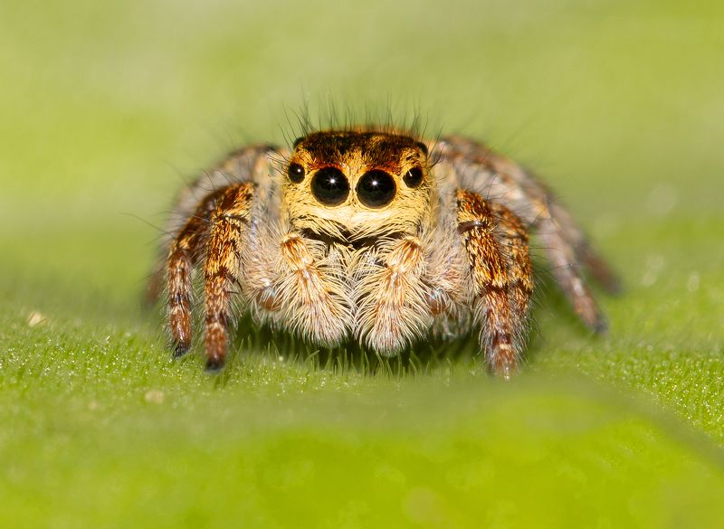 Carrhotus xanthogramma фото превью