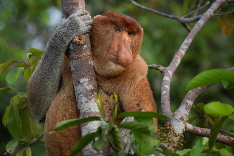 Proboscis Monkeys фото превью