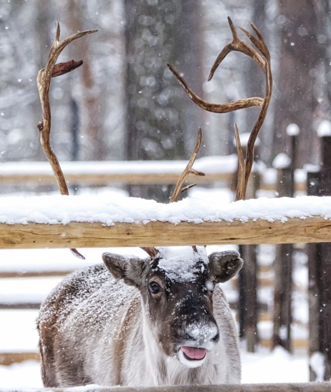 Северный олень фото превью