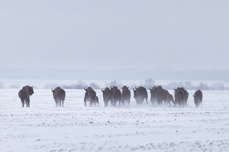 животные, природа, зубр, зима, wildlife Зубры выбираются в поля фото превью