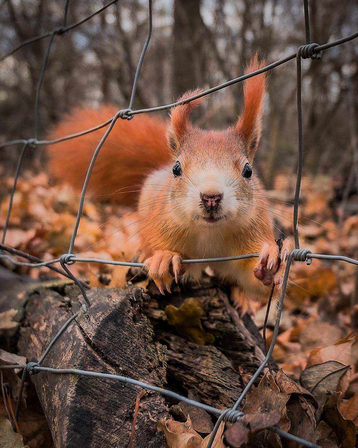 , Denis Cristian BURMELEAC