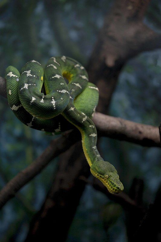 Emerald tree boa фото превью