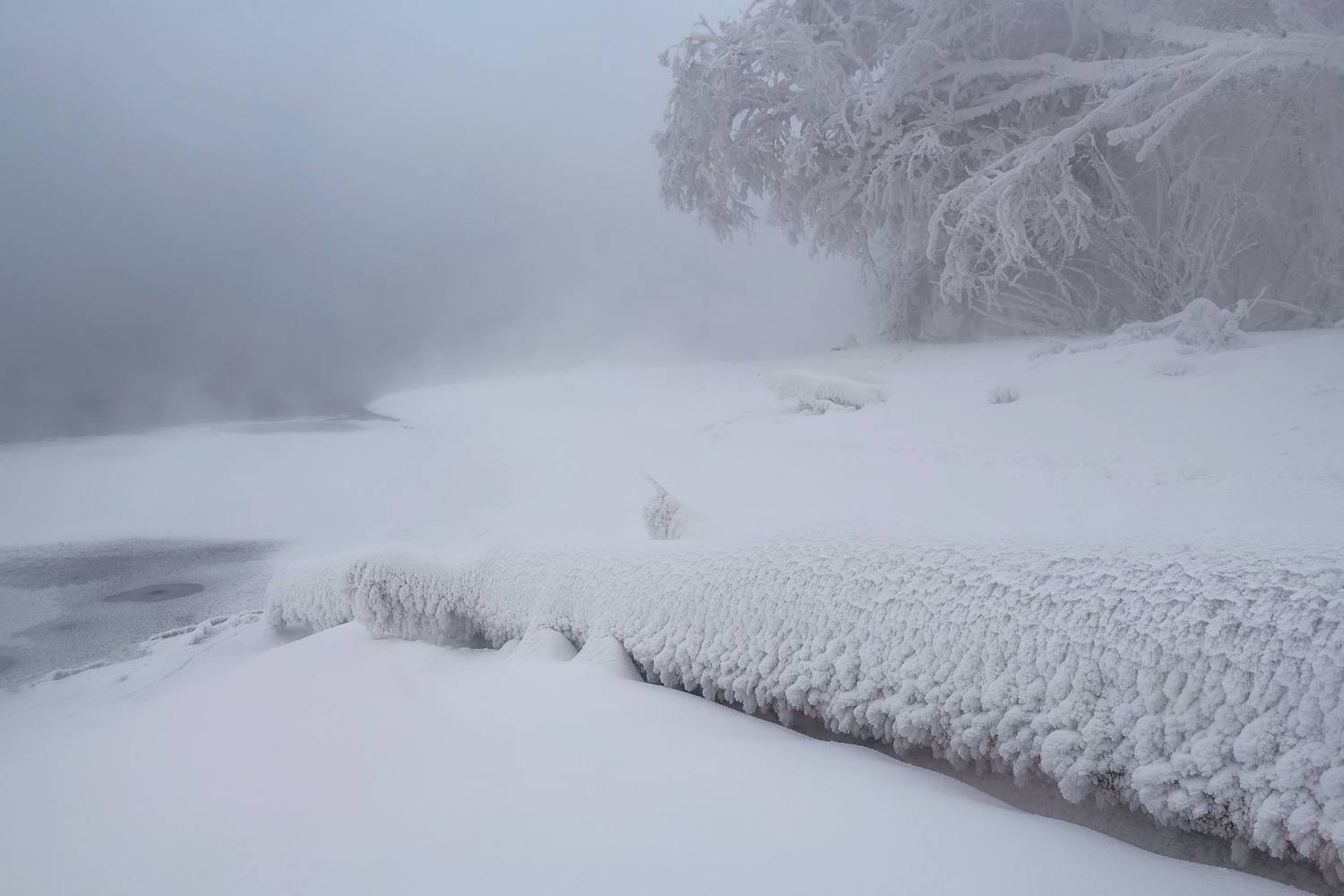 зима, мороз, иней, туман, енисей, дерево, куржак, Фомина Марина