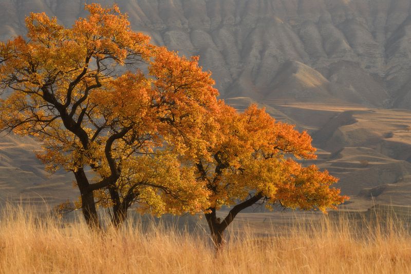 дагестан,деревья,осенние краски Где-то в Дагестане фото превью
