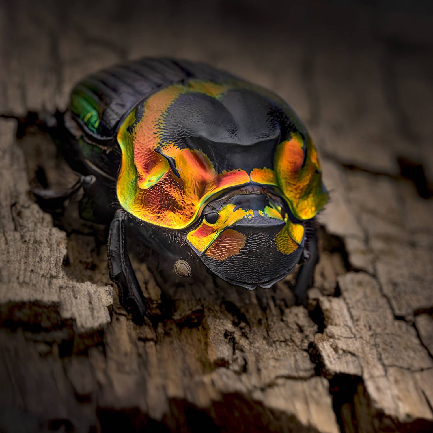 coleoptera, scarabaeidae, sulcophanaeus imperator, Kavaliauskas Eugenijus