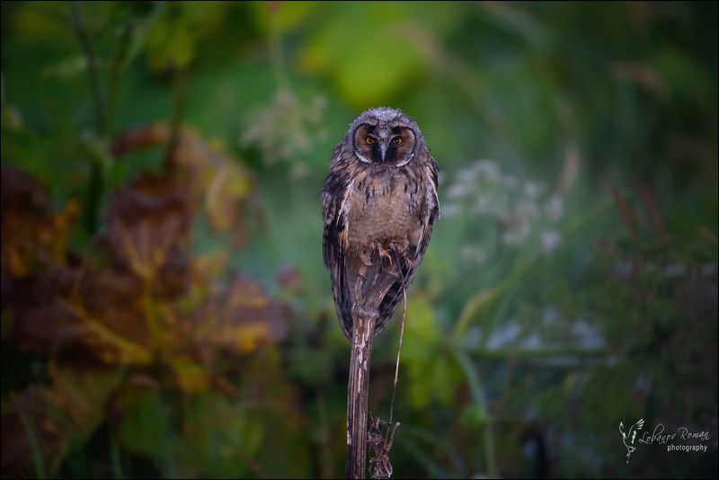 * * * фото превью