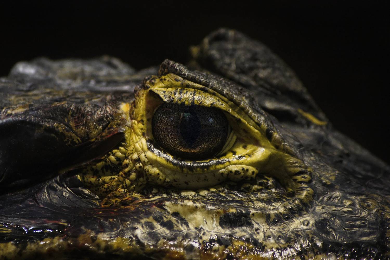 крокодил, КарОл