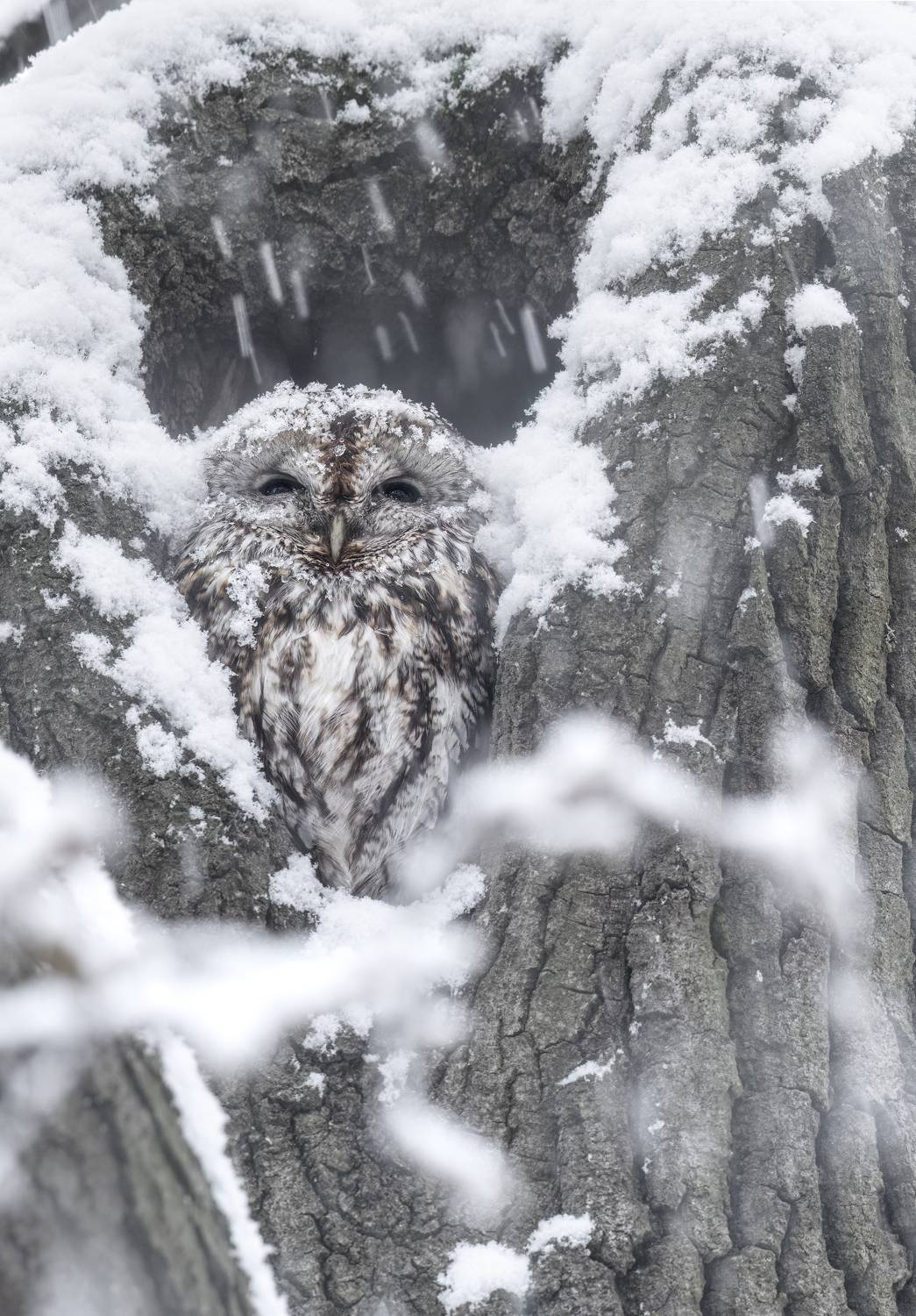 owl,nature,wildlife,bird,snow,winter, T&iacute;mea Ambrus