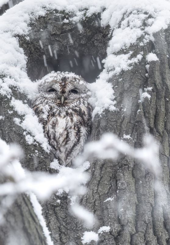 owl,nature,wildlife,bird,snow,winter Camouflage фото превью