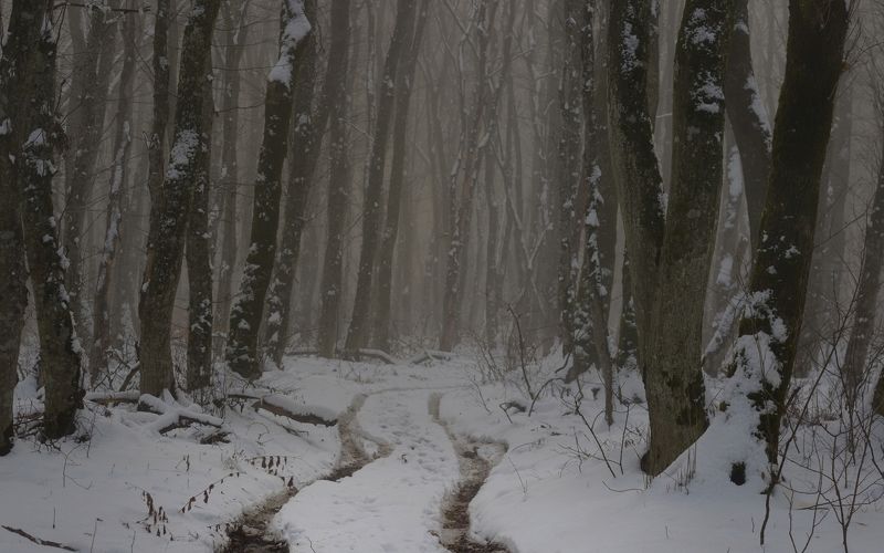 В зимнем лесу фото превью