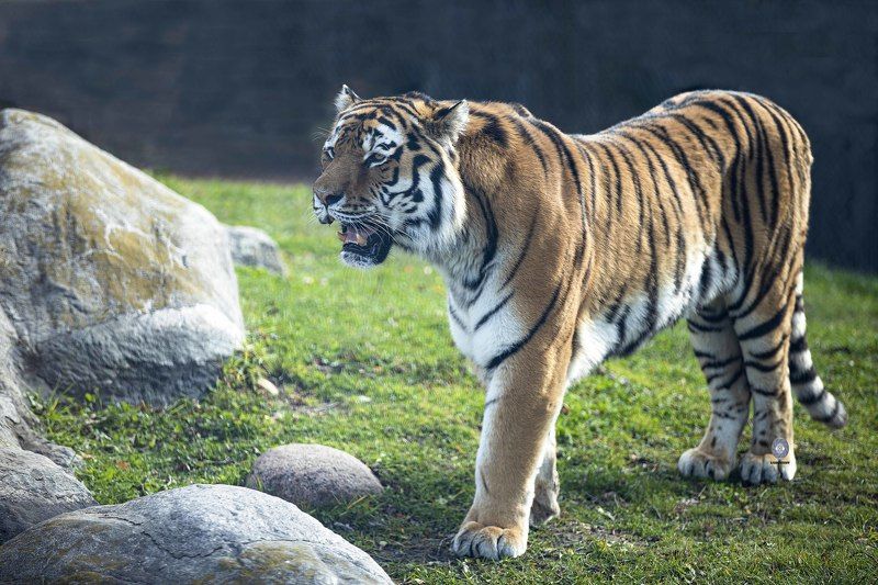 Amur tiger фото превью