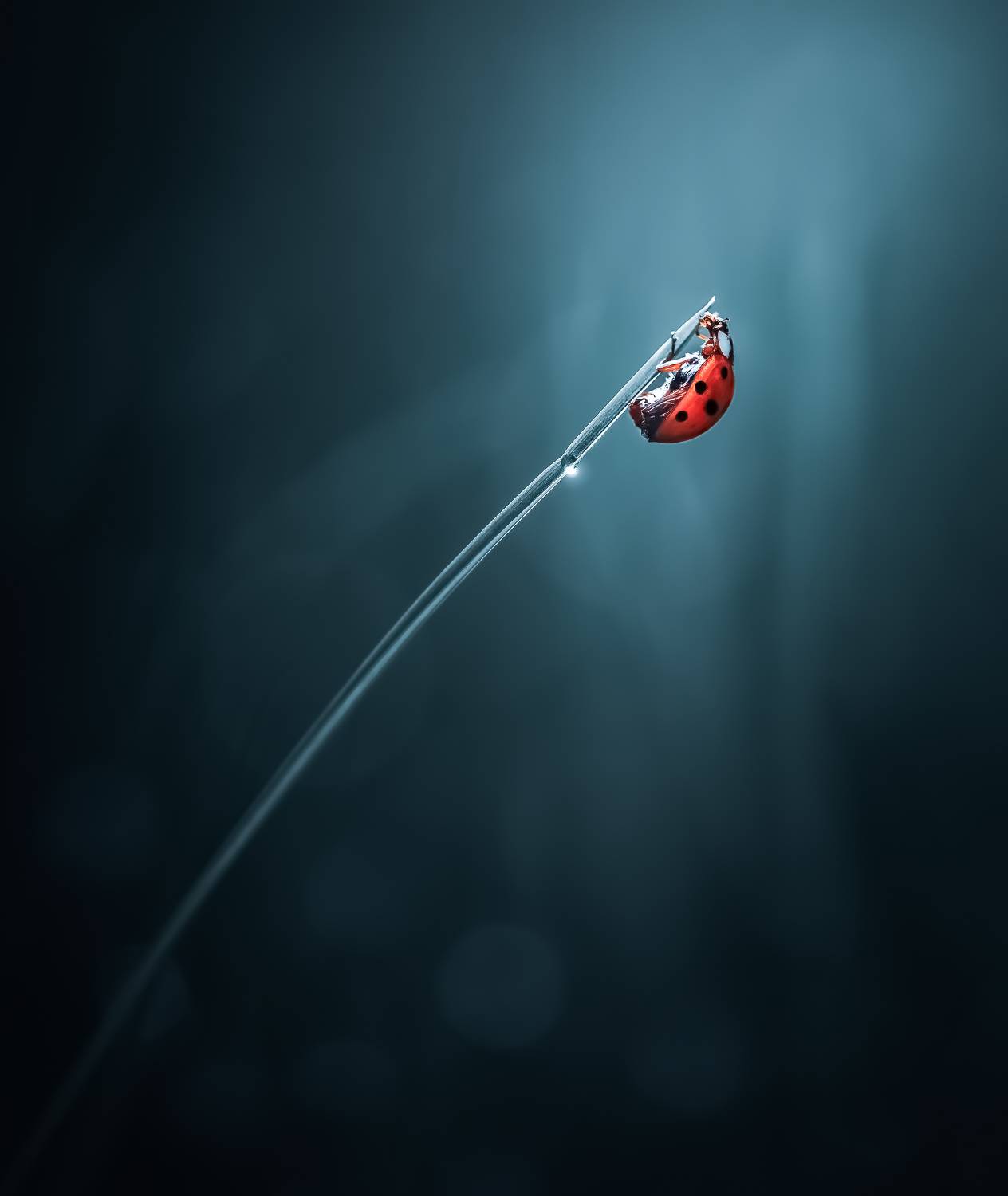 ladybug, beetle, insect, flower, macro, bugs, ladybird,, Atul Saluja