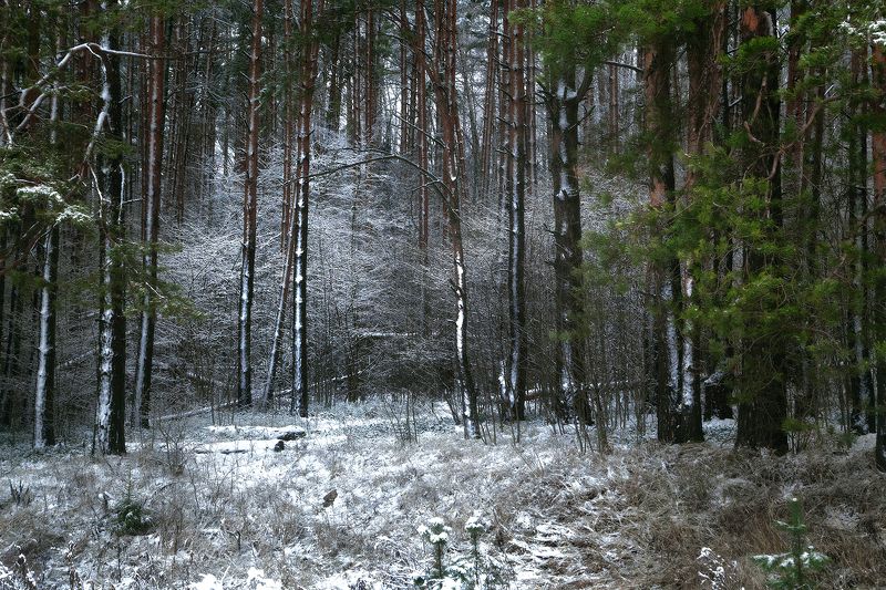 лес, снег, зима, день, пейзаж Так начинается зима фото превью
