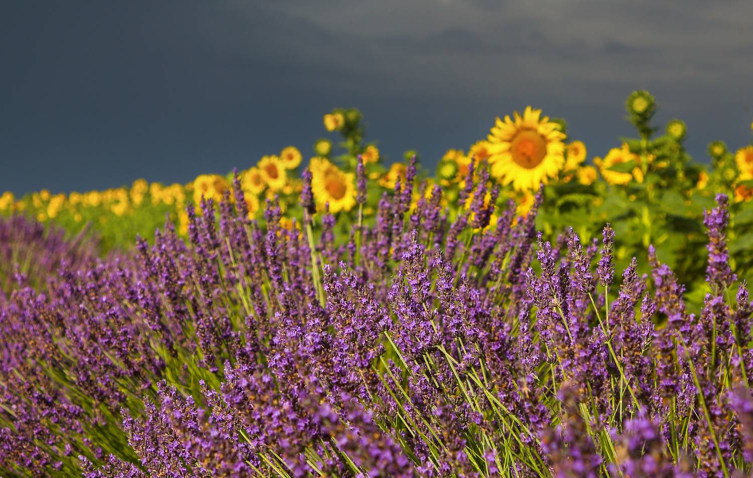 тучи облака пейзаж цветы лаванда, Мурзинов Виктор