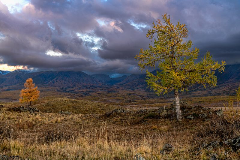 алтай, осень, горы Два дерева фото превью