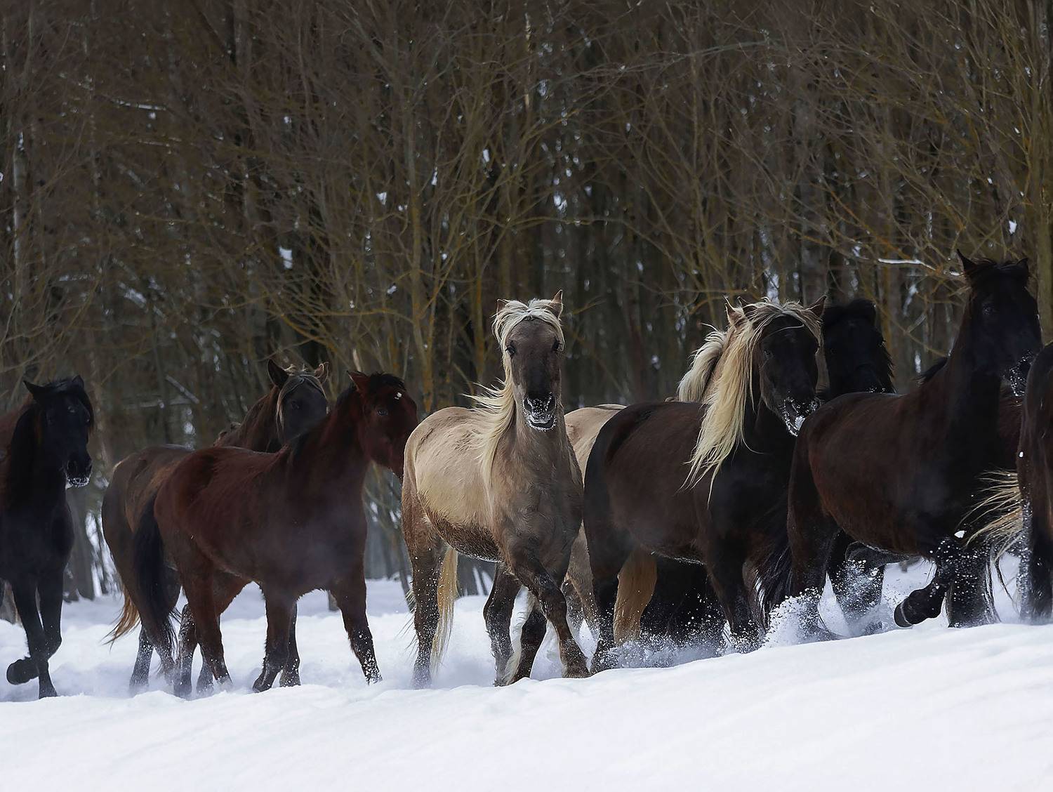 лошади,табун,галоп, лес, природа, horses, movement, forest, nature, Стукалова Юлия