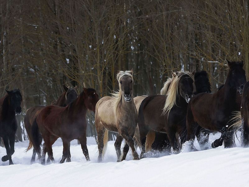 Вольный табун фото превью