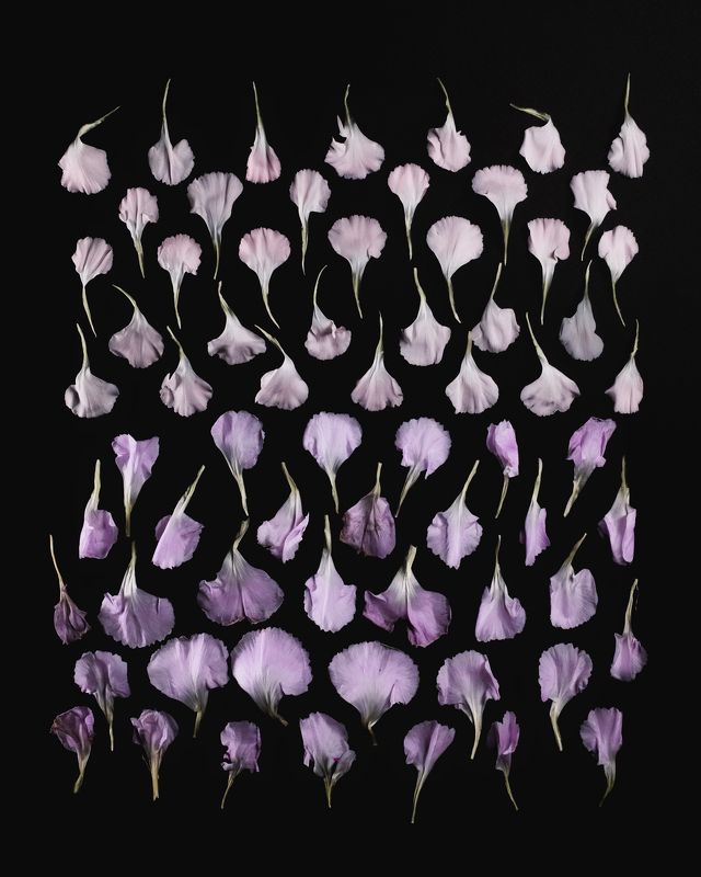 Carnation фото превью