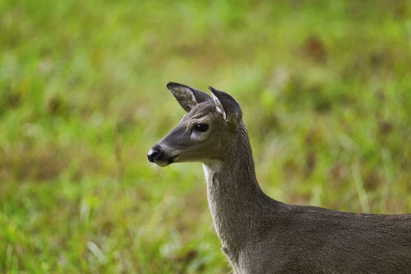 Doe in the field фото превью