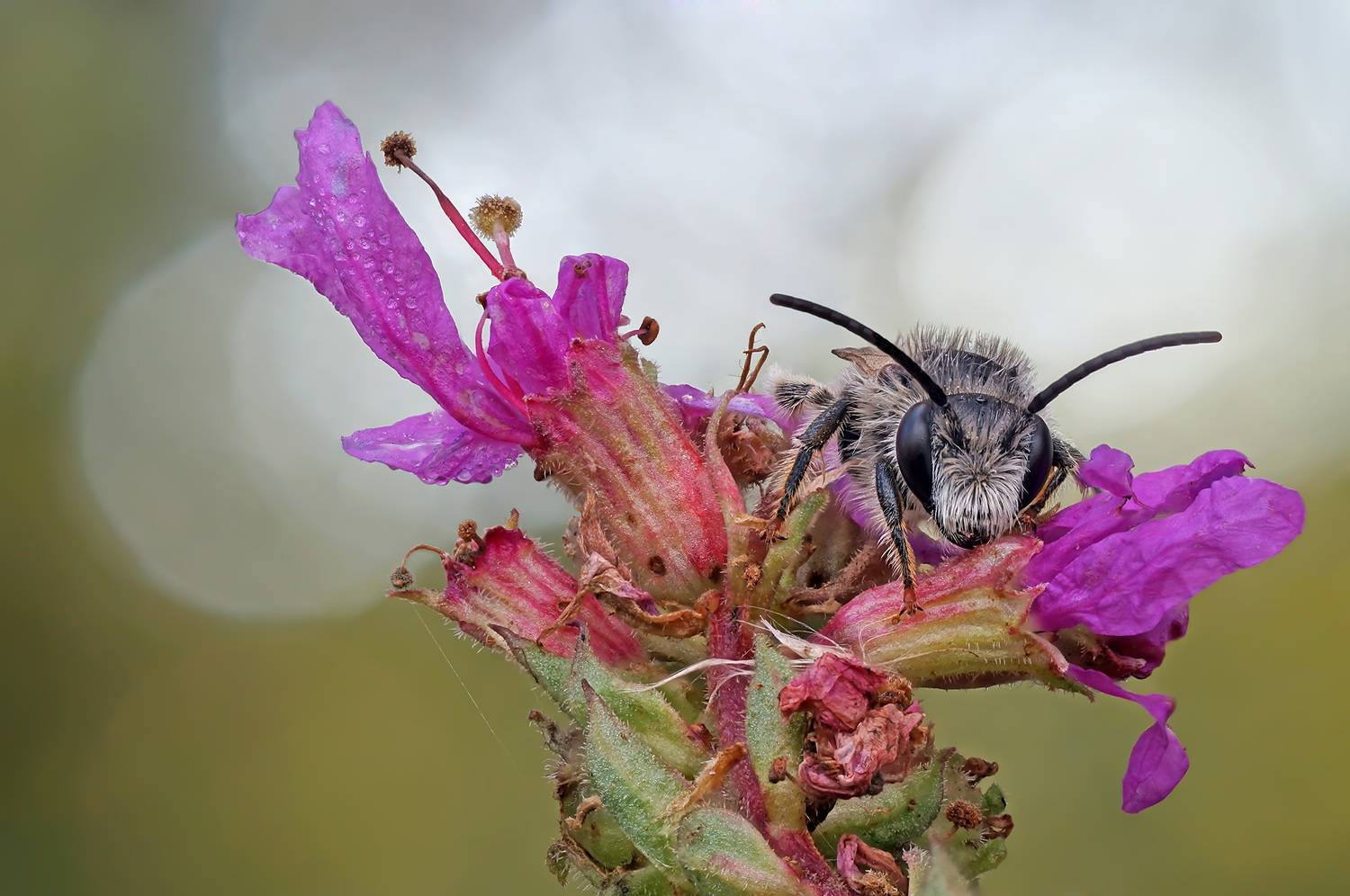 , Чепленко Алексей