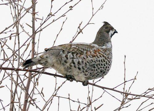 Лесной петушок