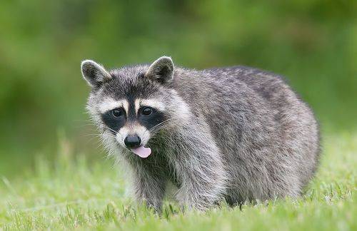 Енот-полоскун -Raccoon