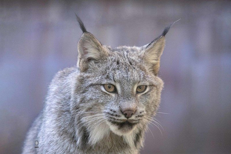 Canada lynx фото превью