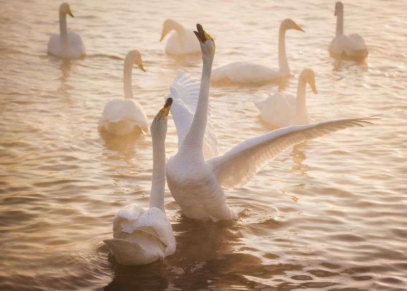 алтайский край, советский район, лебеди, птицы, лебединый заказник, лебеди-кликуны, кликуны, зимовка птиц, зимний алтай, озеро светлое Любовь, разборки и мирные будни фото превью