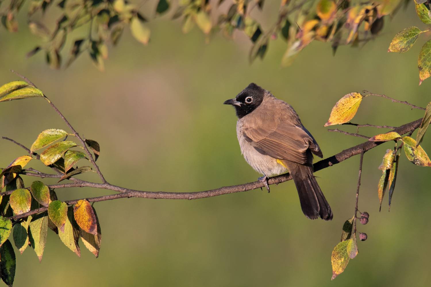 , Людмила Бекман