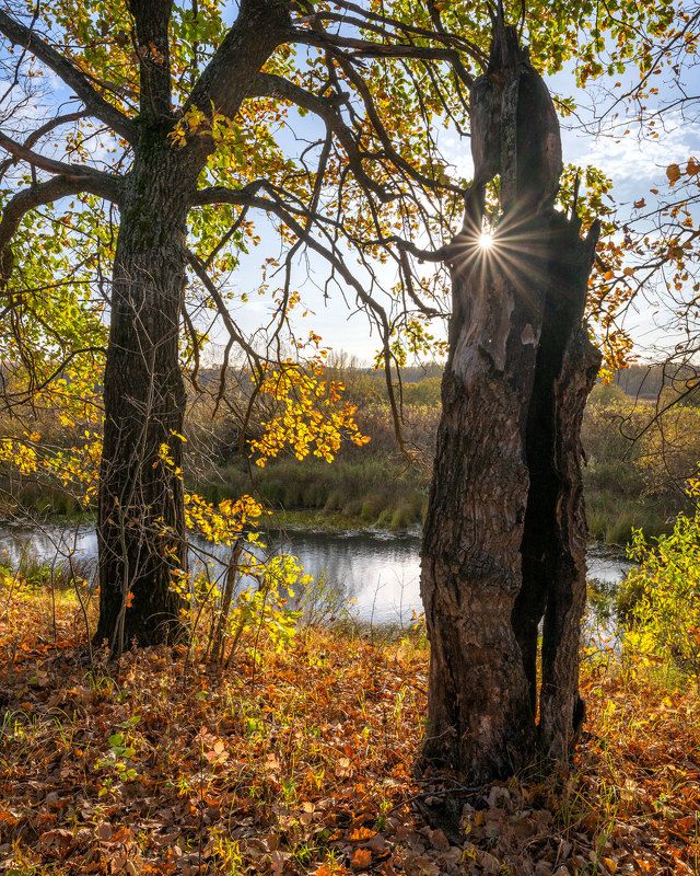 Погоня за осенними зайчиками фото превью