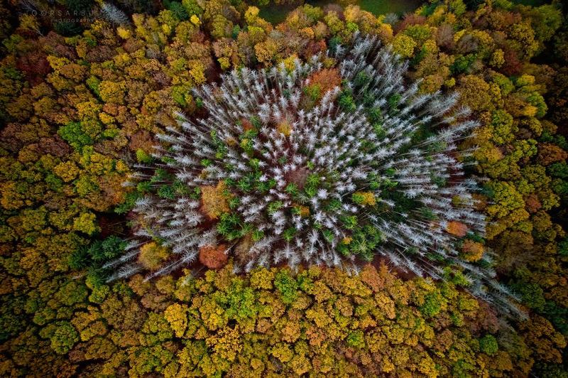 Forest heart фото превью