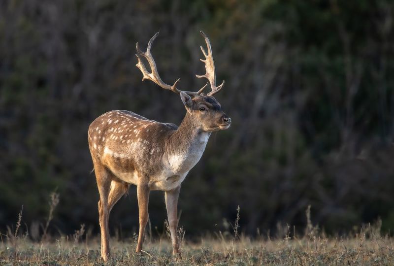 Европейская Лань.  фото превью