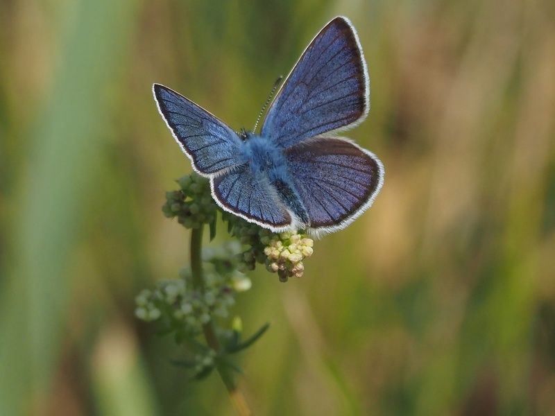 бабочка голубянка фото превью