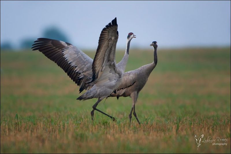 * * * фото превью