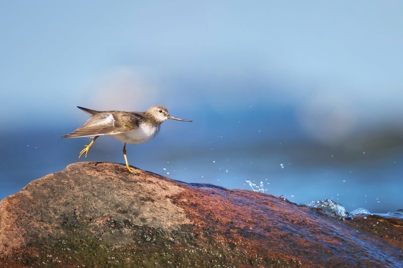 мородунка,кулик,terek sandpiper,wader,shorebird,xenus cinereus, Мородунки фото превью