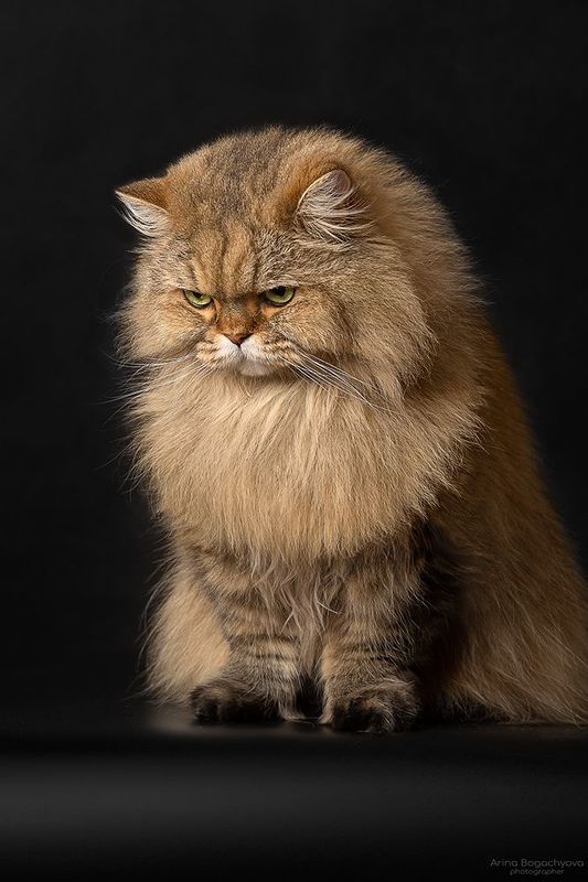 Лукас фото превью