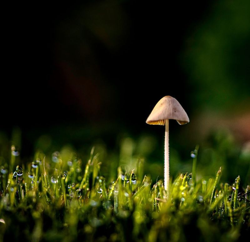 природа,грибы про грибы фото превью