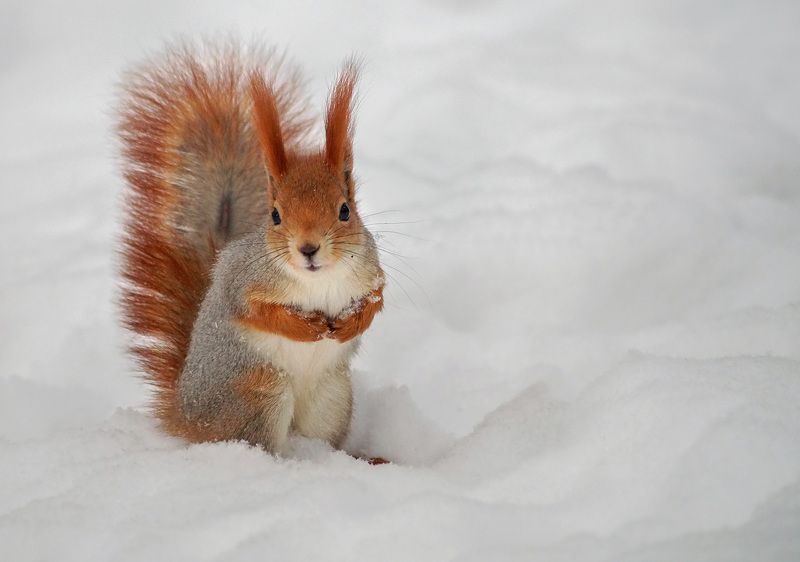 Зимние белки фото превью