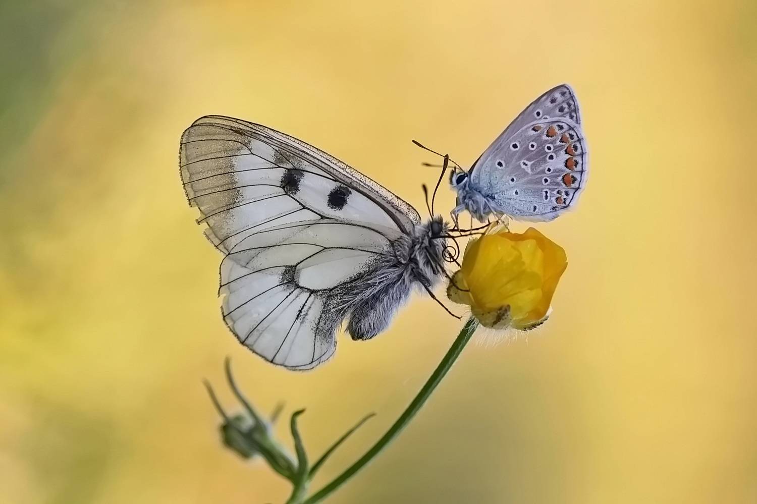 мнемозина, parnassius mnemosyne, голубянка, lycaenidae, Леонид