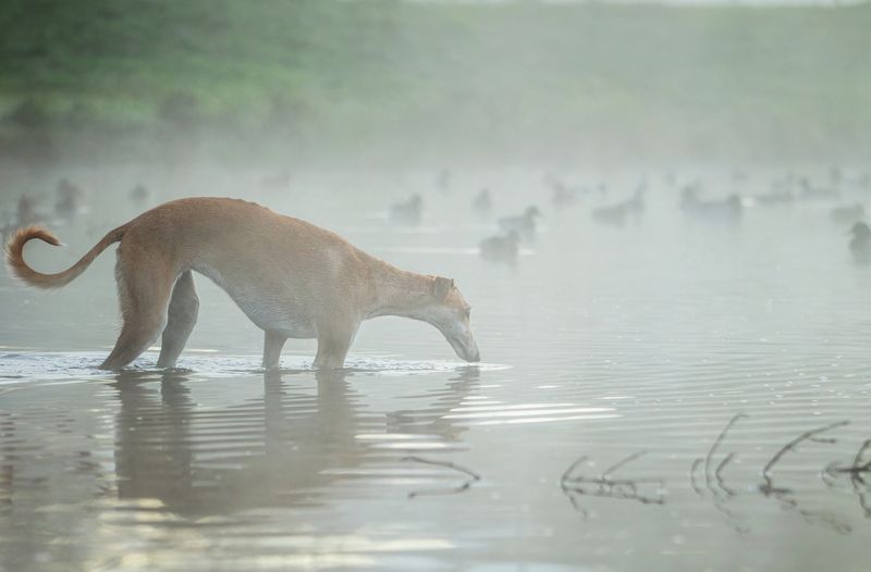 фото превью
