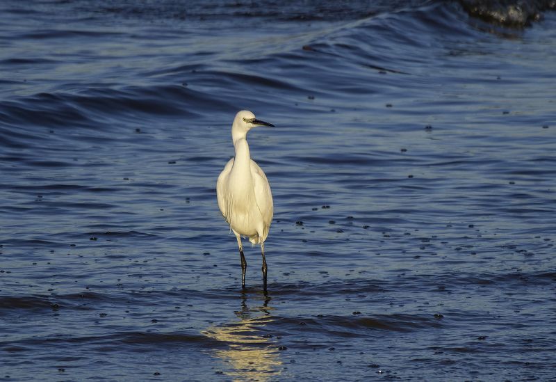 Малая белая цапля. фото превью