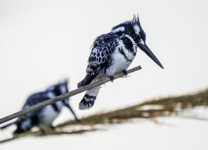 Малый пегий зимородок. фото превью