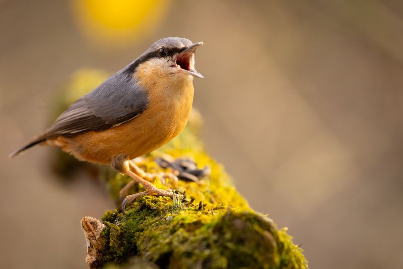 Nuthatch фото превью