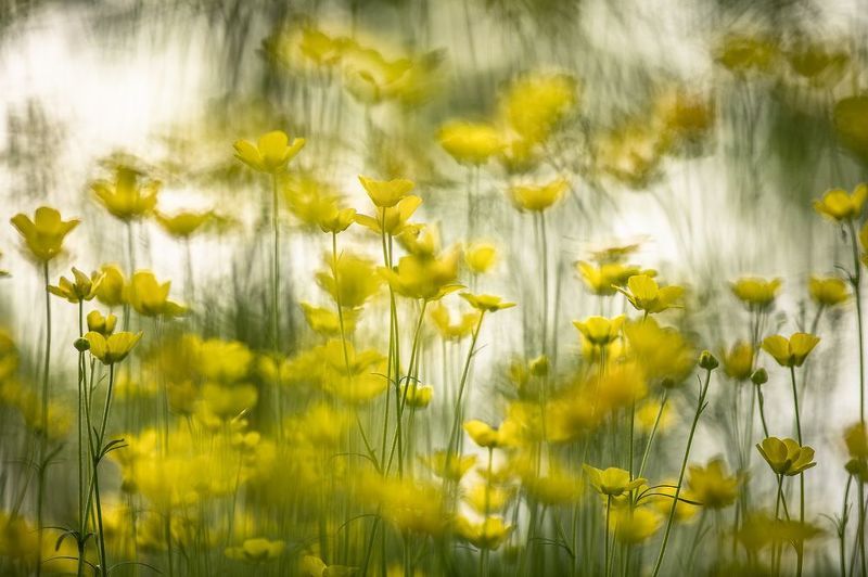 весна, май, россия, воронеж, красота, свет, цвет,  nikon d850 Настроение... фото превью