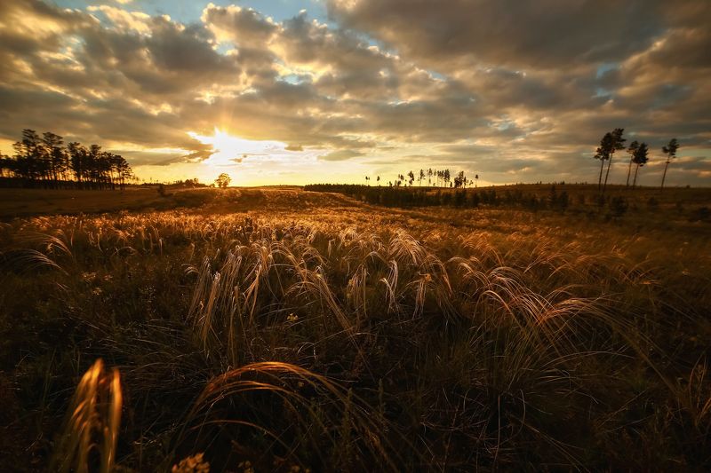 ковыль казахстан Ковыль фото превью